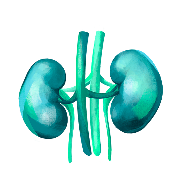 Illustration Nephrologie