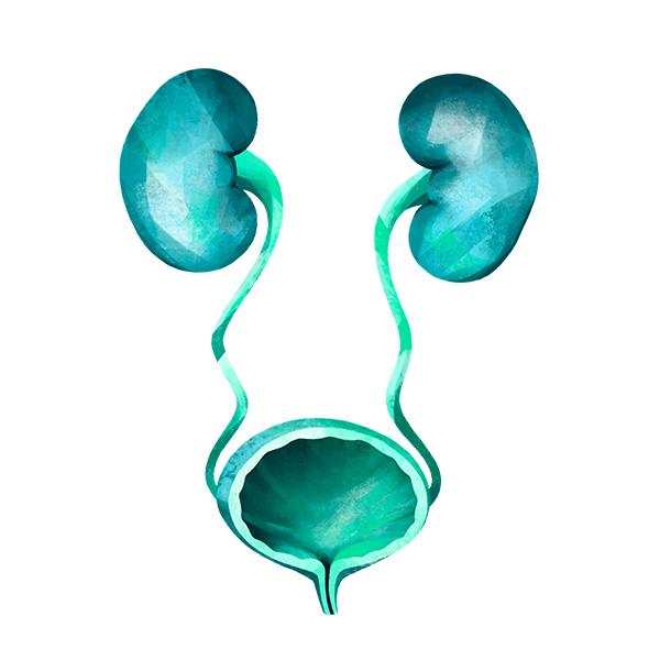 Illustration Urologie