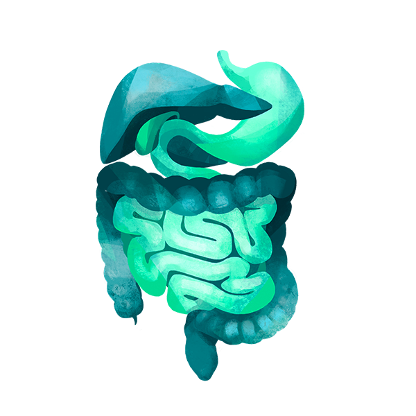 Illustration Gastroenterologie